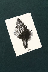 T-SHIRT GRAPHIC SEASHELL CHARCOAL